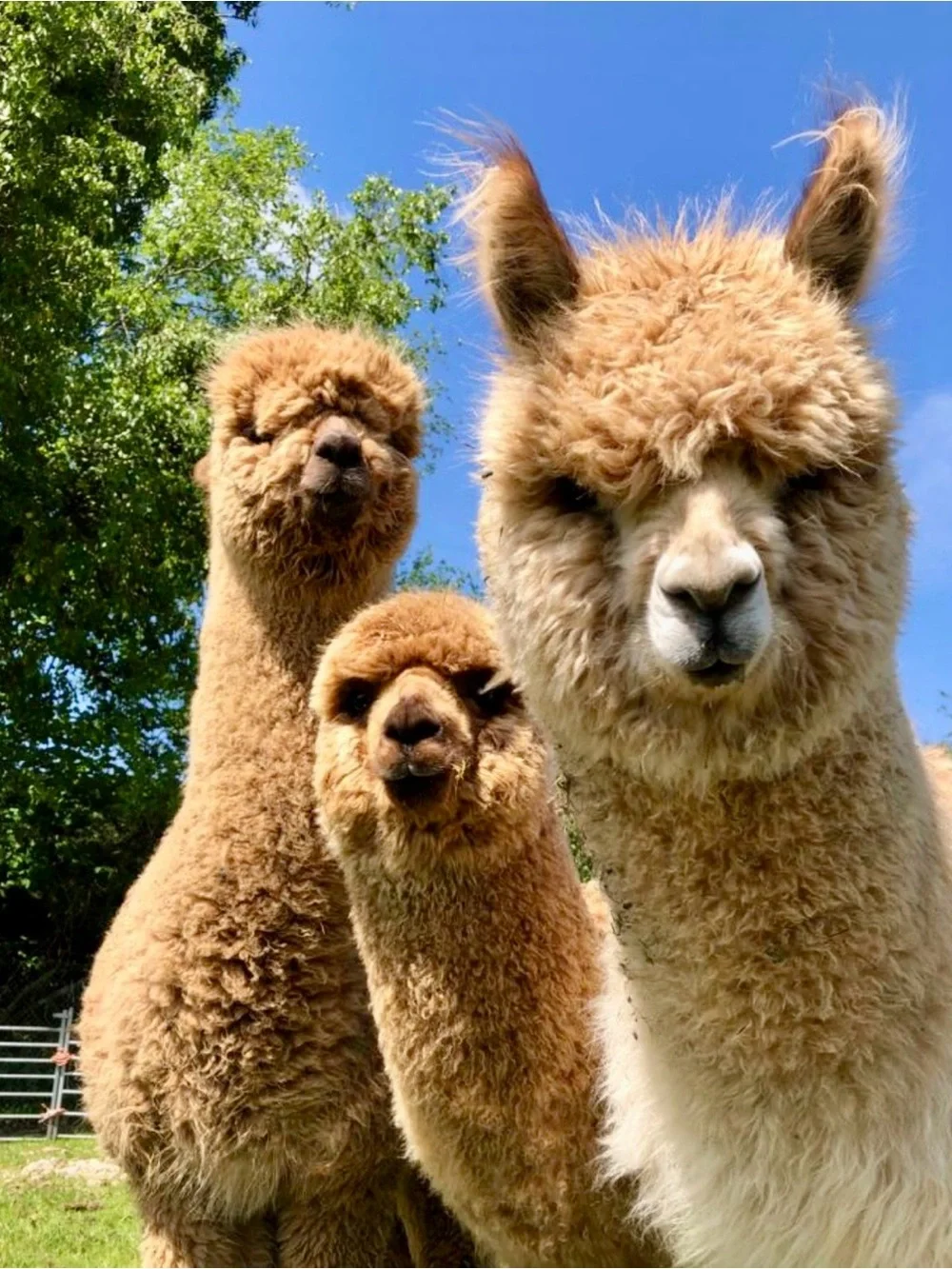 New alpaca fleece throw blanket custom, great for a child or baby